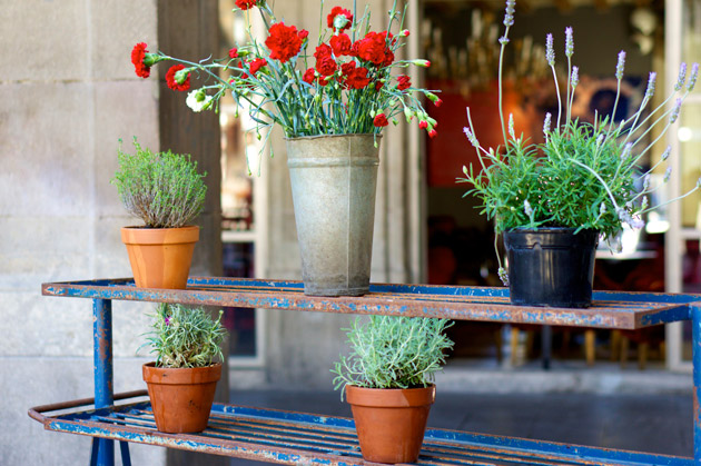 Blomster på Plaça Reial i Barcelona