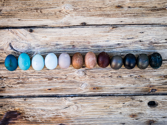 eggs